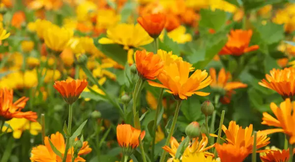 Campo fiorito di calendule arancioni e gialle. Informarsi sulle calendula controindicazioni prima dell'uso.