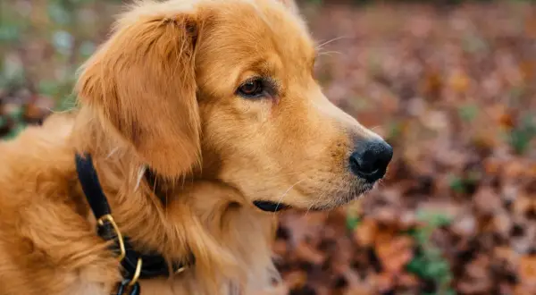 Ile karmy dla szczeniaka golden retriever? Oto kluczowe wskazówki