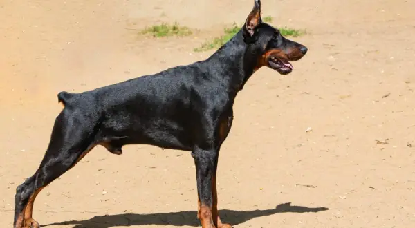 Czarny doberman z podniesionymi uszami stoi na piaszczystym podłożu.