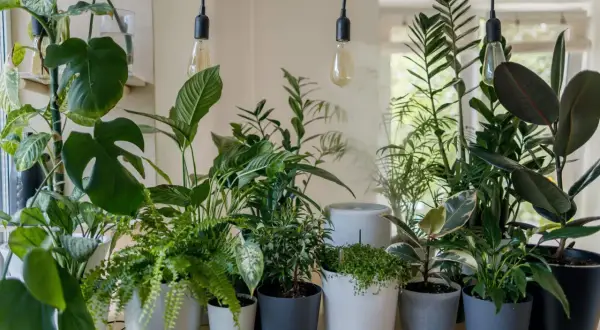 Eine grüne Oase im Schlafzimmer: Vielfältige Pflanzen in modernen Töpfen, darunter Monstera und Farne, schaffen eine beruhigende Atmosphäre.