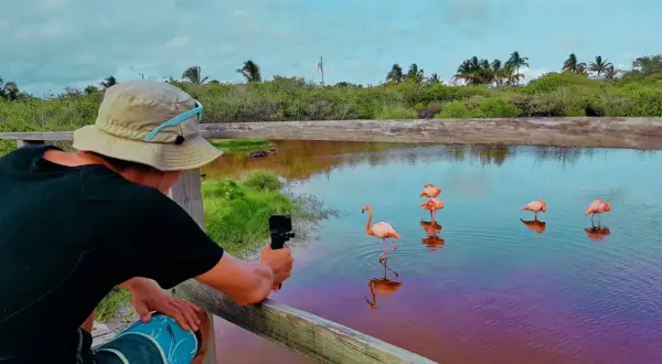 Turysta filmuje flamingi na Galapagos. Woda ma fioletowy odcień, a w tle bujna roślinność.