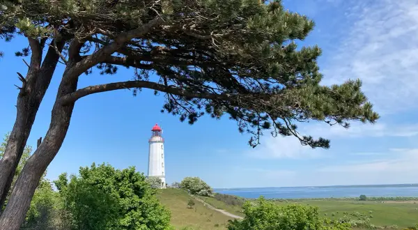 Ein Leuchtturm auf einer autofreien Ostseeinsel, umrahmt von einem Baum. Grüne Hügel und das Meer im Hintergrund.