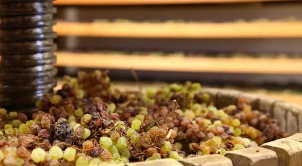 Uva appassita in un tino, pronta per diventare vino santo trentino.