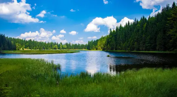 Spokojne jezioro otoczone lasem, z bujną zielenią na pierwszym planie. To jedno z magicznych miejsc Kujawsko-Pomorskiego.