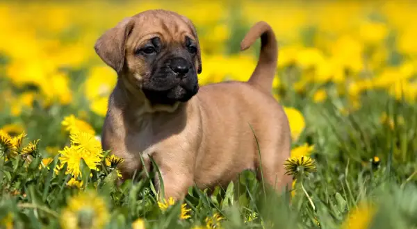 Uroczy szczeniak rasy dog kanaryjski w trawie pełnej mniszków. Zastanawiasz się nad dog kanaryjski cena?