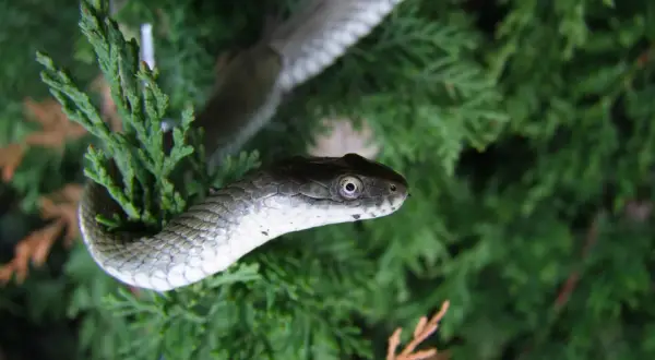 Serpente grigio con squame lucide si arrampica su un ramo verde. Un dettaglio affascinante della fauna selvatica, forse uno dei tanti schlangen am Gardasee.