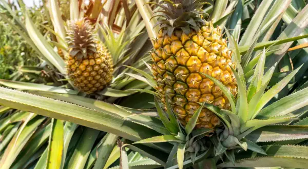 Reife Ananas erkennen: goldgelbe Schale, leicht nachgiebig. Hier wachsen sie im Sonnenschein.