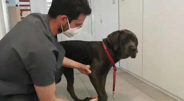 Veterinario examina a un perro grande que cojea de una pata delantera. El perro lleva un collar rojo.