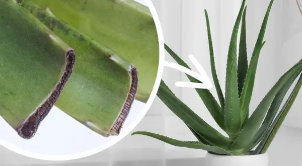 Zbliżenie na odcięte liście aloesu i dorodną roślinę w doniczce. Dowiedz się, jak ukorzenić aloes.