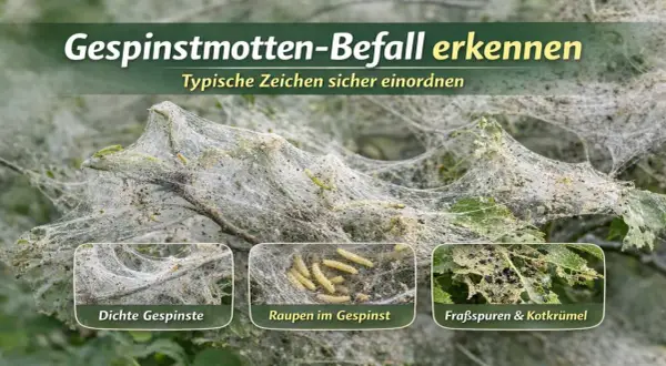 Dichte Gespinste bedecken einen Ast, darin viele Raupen. Die gespinstmotte raupe ist nicht giftig, aber schädlich für Pflanzen.