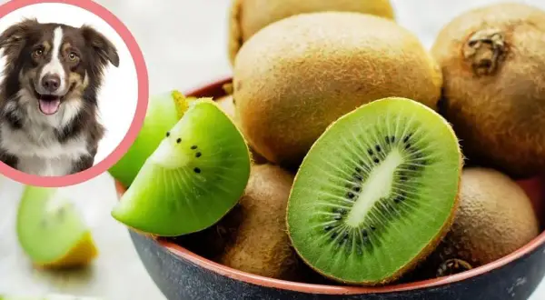 Uśmiechnięty piesek zastanawia się, czy pies może jeść kiwi. W misce leżą soczyste owoce kiwi, niektóre pokrojone.