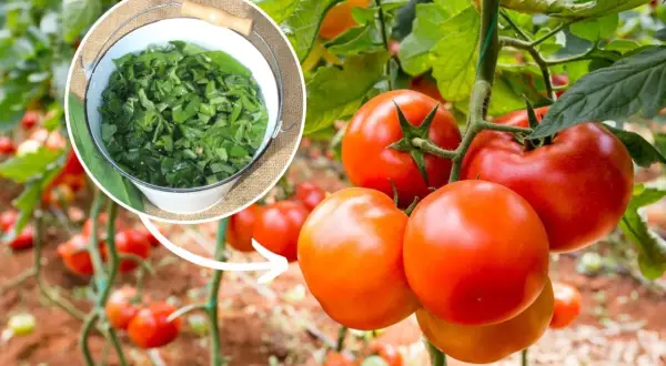 Naturalny nawóz z zielonych liści, idealny jako potas do pomidorów. Dojrzałe pomidory na krzaku.