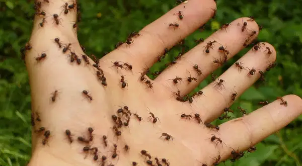 Dłoń pokryta mrówkami, które w naturze są ich naturalnym wrogiem.