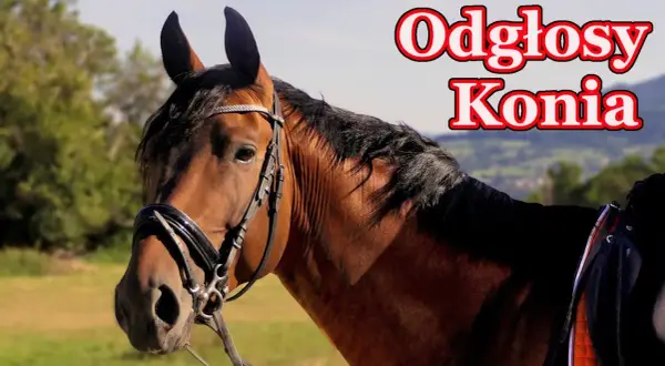 Jakie dźwięki wydaje koń? Odkryj ich znaczenie i emocje
