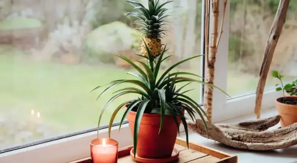 Mały ananas w doniczce na parapecie, obok palącej się świecy. Roślina ma zielone liście i mały owoc.