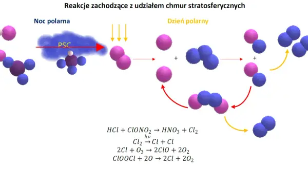Schemat reakcji niszczących ozon w stratosferze. Chmury PSC podczas nocy polarnej inicjują cykl, który w dzień polarny uwalnia chlor, niszczący ozon.