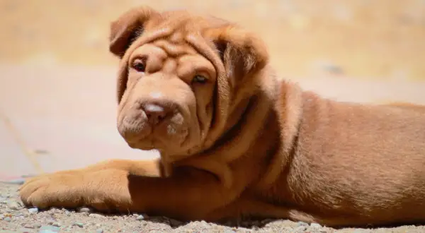 Uroczy szczeniak rasy shar pei leży na ziemi, jego pomarszczona głowa skierowana w stronę obiektywu.