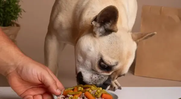 Ein Hund frisst aus einem Napf mit Erbsen, Karotten und Hackfleisch. Die Frage "darf mein Hund Erbsen essen?" wird hier positiv beantwortet.