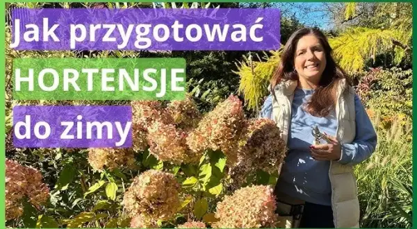Jak zabezpieczyć hortensje ogrodowe przed zimą, aby przetrwały mrozy