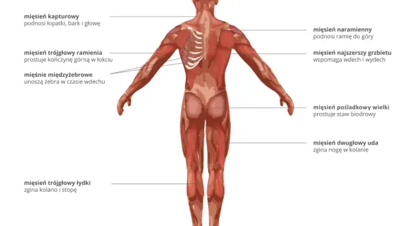 Anatomia człowieka: widok z tyłu ukazujący wszystkie mięśnie, ich nazwy i funkcje, np. mięsień naramienny podnoszący ramię.