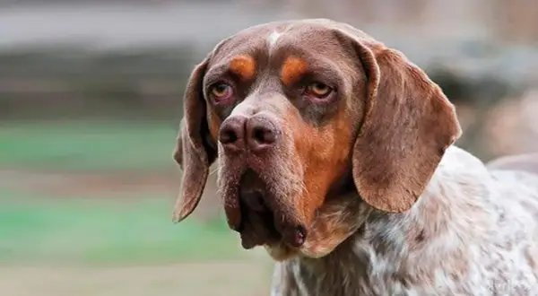 Un perro pachón de pelaje moteado y orejas caídas mira atentamente.
