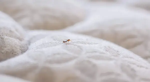 A single bed bug is visible on a quilted mattress.