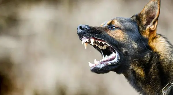 Qué hacer si me ha mordido un perro: pasos cruciales a seguir