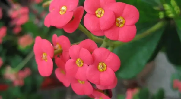 Jasnoróżowe kwiaty Euphorbia milii, zwane koroną cierniową, tworzą bukiet.