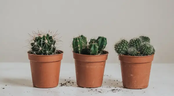Tre små kaktusar i terrakottakrukor, redo att plantera om.