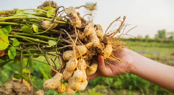 Eine Hand hält frisch geerntete Erdnüsse, die botanisch gesehen keine Nüsse sind.