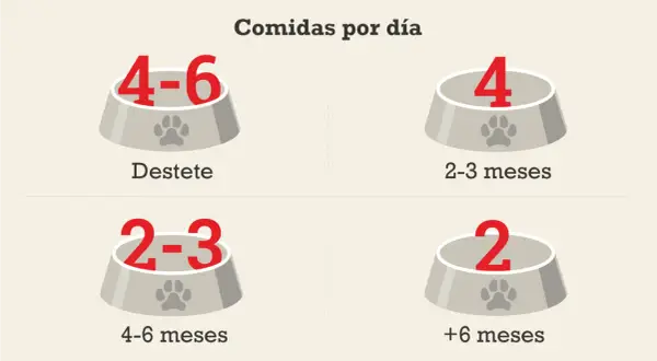 Guía de comidas diarias para un cachorro: 4-6 tomas al destete, 4 a los 2-3 meses, 2-3 a los 4-6 meses, y 2 después de los 6 meses.