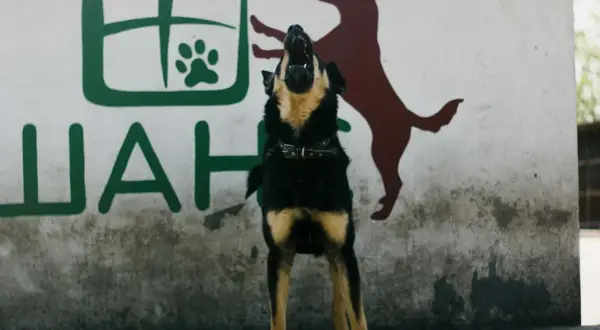 Perro ladrando frente a mural. ¿Cómo hacer que un perro deje de ladrar?
