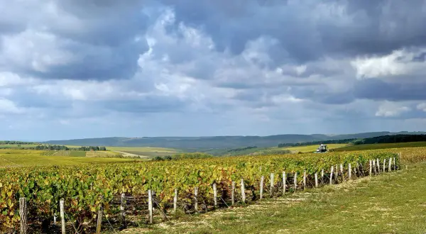 Weite Weinberge unter dramatischem Himmel. Im Vordergrund ranken sich die Reben der Chablis-Rebsorte, im Hintergrund ein Traktor.