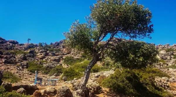 Un arbre solitaire sur une crête rocheuse en Crète, invitant à une pause lors d'une randonnée. Un siège bleu attend.