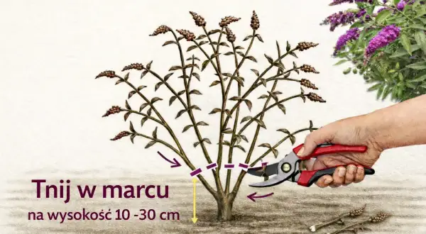 Przycinanie budlei w marcu na wysokość 10-30 cm. W tle kwitnące fioletowe kwiaty budlei.
