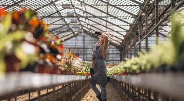 Ogrodnicy kiedy pracują w szklarni, czują upał. Kobieta w fartuchu wyciera pot z czoła.