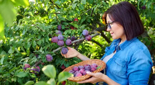 Kobieta zbiera do wiklinowego koszyka dojrzałe, fioletowe śliwy prosto z drzewa.
