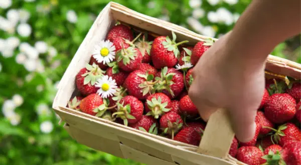 Ein Korb voller reifer Erdbeeren, geschmückt mit Gänseblümchen. Die Erdbeerpflanze hat süße Früchte hervorgebracht.