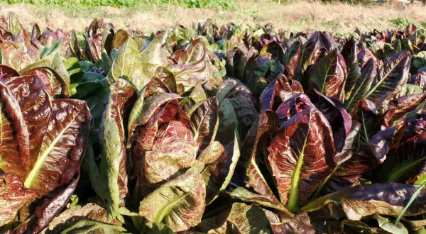 Un campo di radicchio rosso, con le sue foglie croccanti e colorate, annuncia la **radicchio stagione**.