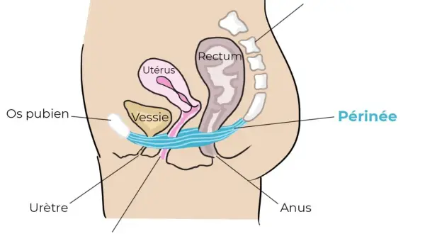 Schéma anatomique du pelvis féminin. La vessie, l'utérus, le rectum et le périnée sont représentés. Ce schéma peut aider à comprendre l'urgenturie femme traitement.