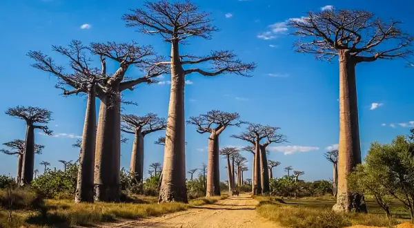 Atrakcje Madagaskar – odkryj niezwykłe miejsca i unikaj rozczarowań