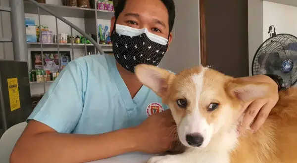 Weterynarz w maseczce uspokaja corgi, który ma kaszel u psa z odruchem wymiotnym.