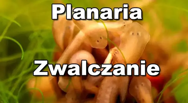 Kupa planarii w akwarium. Jak sobie poradzić z tymi niechcianymi lokatorami?