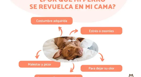 Un perro marrón se revuelca en la cama, explorando por qué mi perro no para de dar vueltas por la noche: estrés, picor o para dejar su olor.