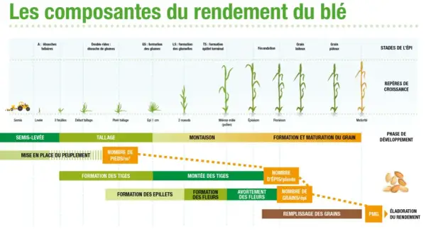 Schéma illustrant les étapes de croissance du blé, de la semence à la maturité, et les facteurs influençant le rendement.