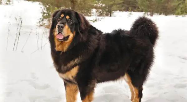 Ein majestätischer Do Khyi steht im Schnee, sein dichtes Fell schützt ihn vor der Kälte.