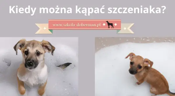 Kąpiel szczeniaka: kiedy bezpieczna i jak zrobić to dobrze?