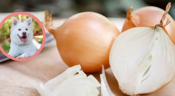 Czy pies może jeść cebulę? Dowiedz się, jak uniknąć zatrucia