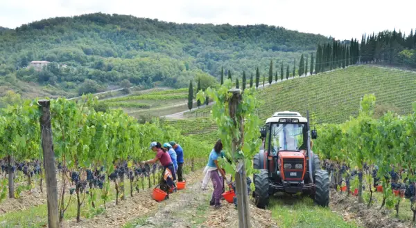 Zbiory winogron na wzgórzach Toskanii. Pracownicy zbierają winogrona do wiader, a obok stoi traktor, gotowy do transportu. Powstanie z nich pyszne wino santo.