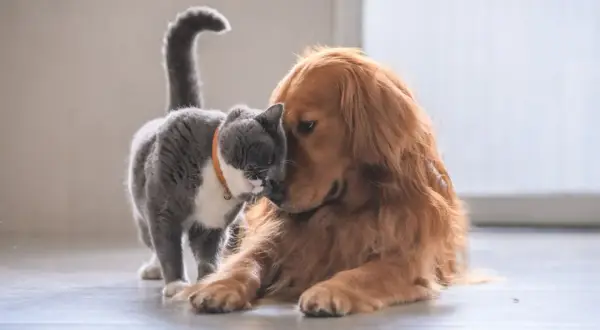 Ein süßer Hund und eine Katze kuscheln innig. Der Hund liegt entspannt, während die Katze ihn liebevoll mit der Nase berührt.